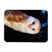 Barn Owl 2 Magneet (Horizontaal)