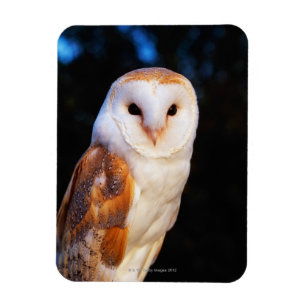 Barn Owl 2 Magneet