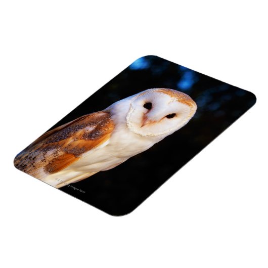 Barn Owl 2 Magneet (Linkerzijde)