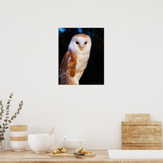 Barn Owl 2 Poster (Keuken)
