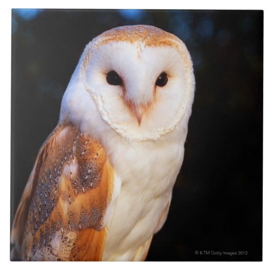 Barn Owl 2 Tegeltje (Voorkant)