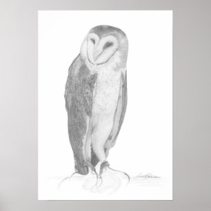 Barn Owl   Art Print
