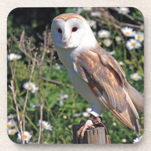 Barn Owl Bier Onderzetter (Voorkant)