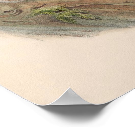 Barn Owl Bird Poster (Hoek)