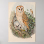 Barn Owl Bird Poster (Voorkant)