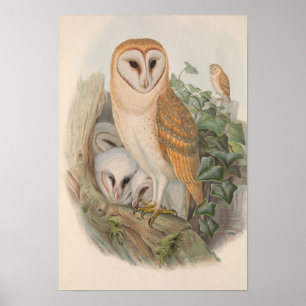  Barn Owl Bird Poster