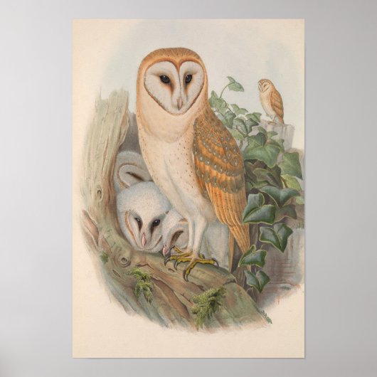Barn Owl Bird Poster (Voorkant)