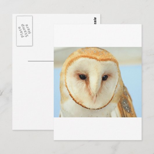 Barn Owl Briefkaart (Voorkant / Achterkant)