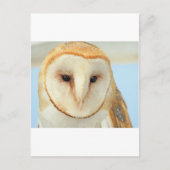 Barn Owl Briefkaart (Voorkant)