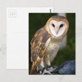 Barn Owl Briefkaart (Voorkant / Achterkant)