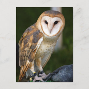 Barn Owl Briefkaart