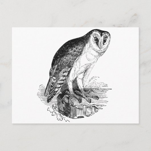 Barn Owl Briefkaart (Voorkant)
