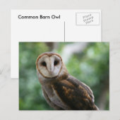 Barn Owl Briefkaart (Voorkant / Achterkant)