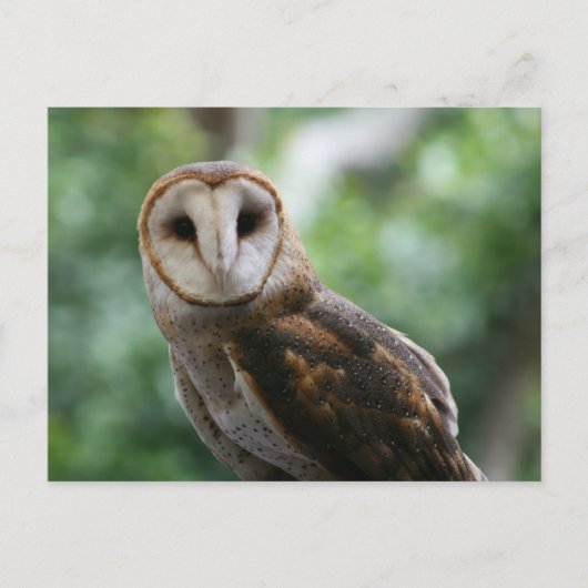Barn Owl Briefkaart (Voorkant)