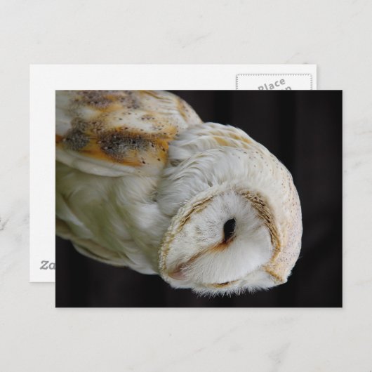 Barn Owl Briefkaart (Voorkant / Achterkant)