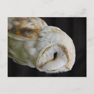 Barn Owl Briefkaart