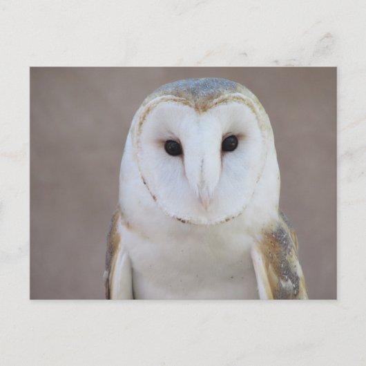 Barn Owl Briefkaart (Voorkant)