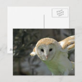 Barn Owl Briefkaart (Voorkant / Achterkant)