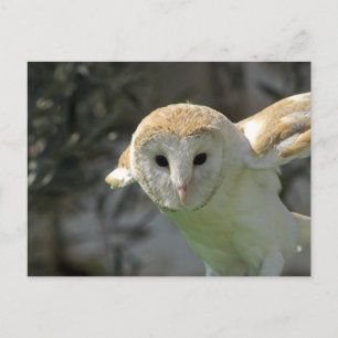 Barn Owl Briefkaart