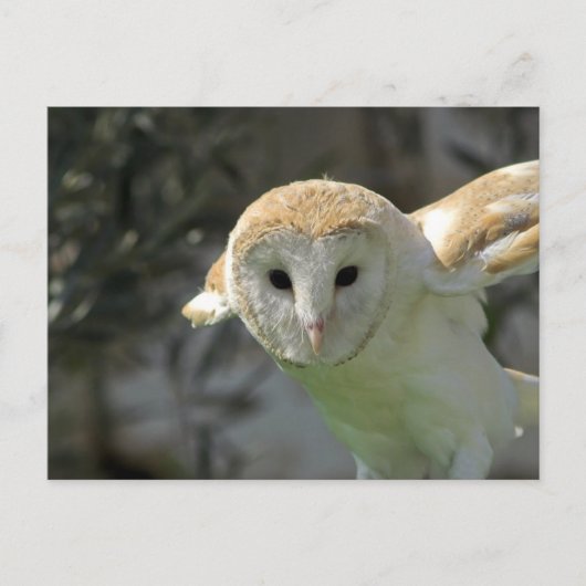 Barn Owl Briefkaart (Voorkant)
