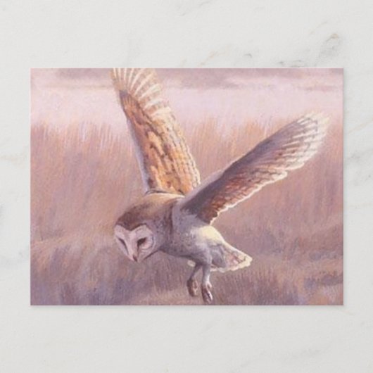 Barn Owl Briefkaart   (Voorkant)