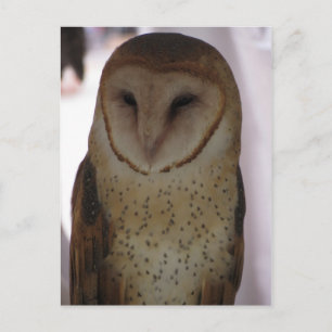 Barn Owl Briefkaart