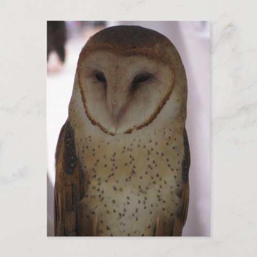 Barn Owl Briefkaart (Voorkant)