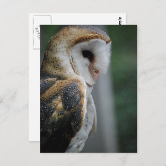 Barn Owl Briefkaart (Voorkant / Achterkant)