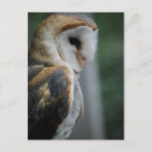 Barn Owl Briefkaart (Voorkant)