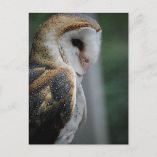Barn Owl Briefkaart (Voorkant)