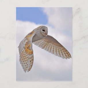 Barn Owl Briefkaart