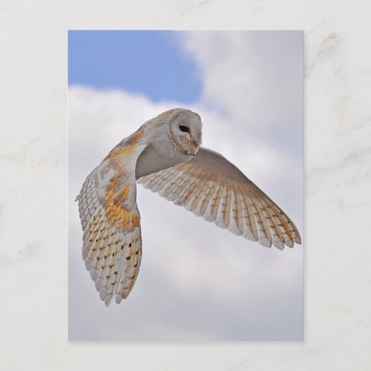 Barn Owl Briefkaart (Voorkant)