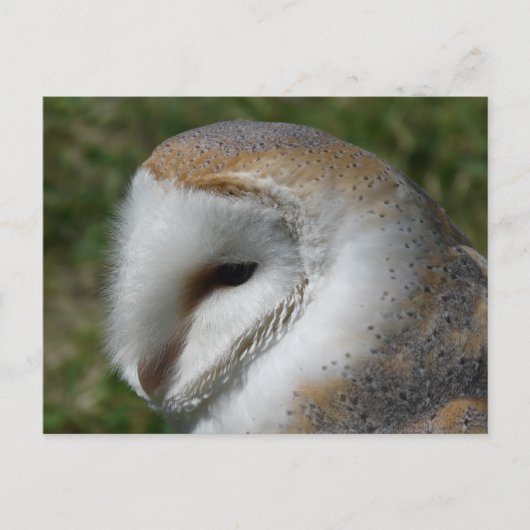 Barn owl briefkaart (Voorkant)