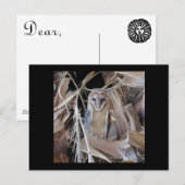 Barn Owl Briefkaart (Voorkant / Achterkant)