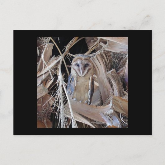 Barn Owl Briefkaart (Voorkant)