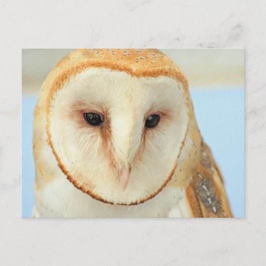 Barn Owl Briefkaart (Voorkant)
