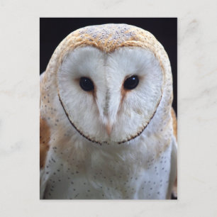 Barn Owl Briefkaart