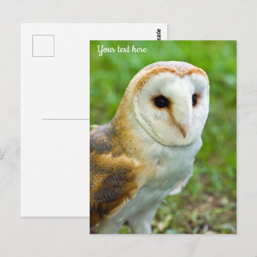 Barn Owl Briefkaart (Voorkant / Achterkant)