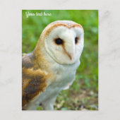 Barn Owl Briefkaart (Voorkant)