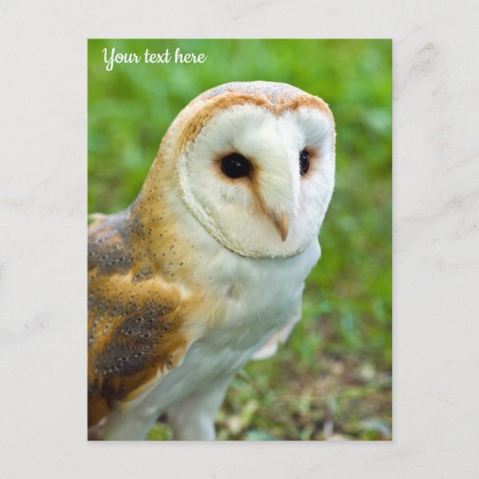 Barn Owl Briefkaart (Voorkant)