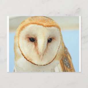 Barn owl briefkaart
