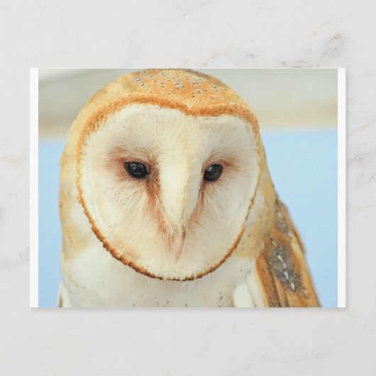 Barn owl briefkaart (Voorkant)