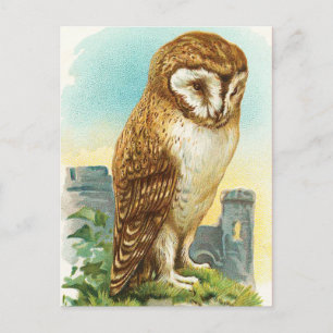  Barn Owl Briefkaart