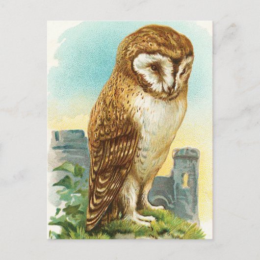  Barn Owl Briefkaart (Voorkant)