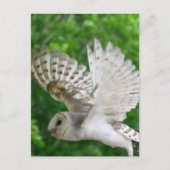 BARN-owl Briefkaart (Voorkant)