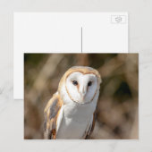 Barn Owl Briefkaart (Voorkant / Achterkant)