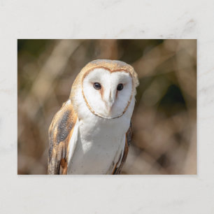 Barn Owl Briefkaart