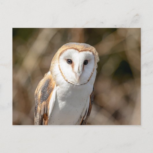 Barn Owl Briefkaart (Voorkant)