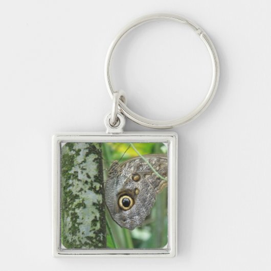 Barn Owl Butterfly Sleutelhanger (Voorkant)