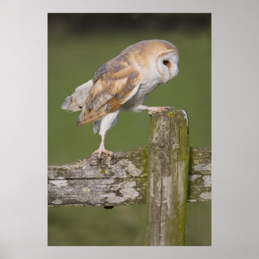 Barn Owl die naar een wal gaat Poster (Voorkant)